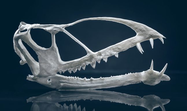3D Model image of the Skull